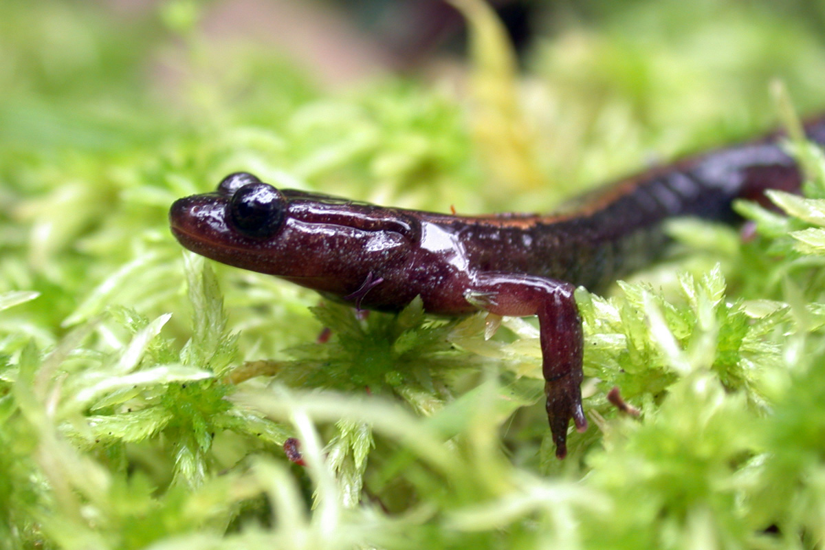 Salamandra-lusitânica