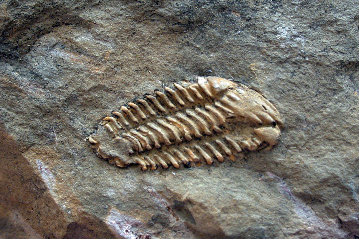 Fóssil de Trilobite